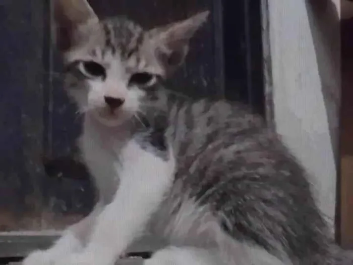 Gato ra a ViraLata idade Abaixo de 2 meses nome Luffy-lisa-tico e teco