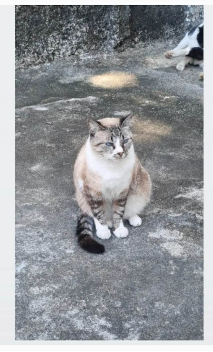 Gato ra a srd idade 2 anos nome FLORENCE