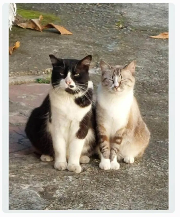 Gato ra a srd idade 2 anos nome FLORENCE