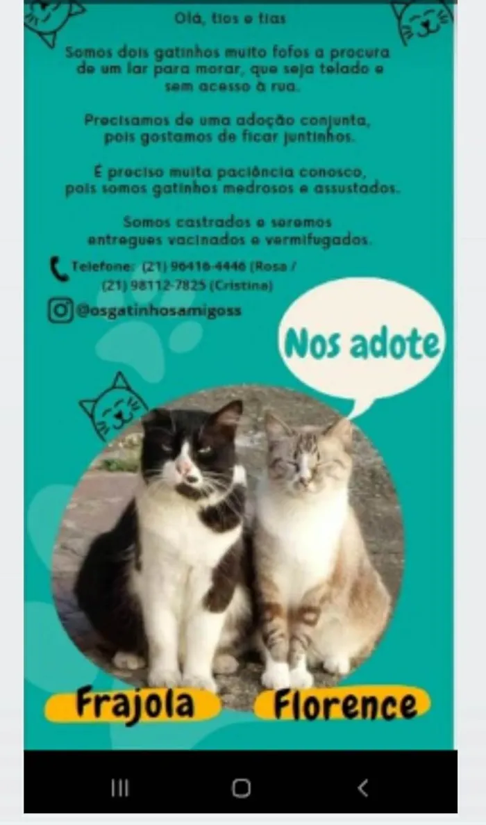 Gato ra a srd idade 2 anos nome FLORENCE