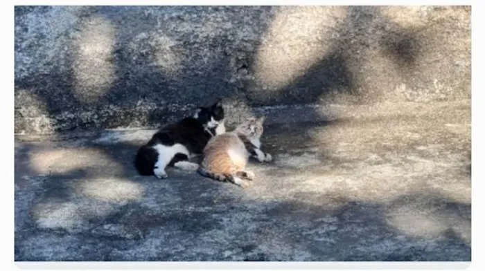 Gato ra a srd idade 2 anos nome FLORENCE