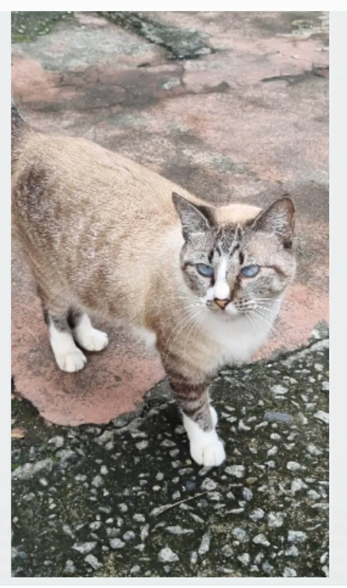 Gato ra a srd idade 2 anos nome FLORENCE