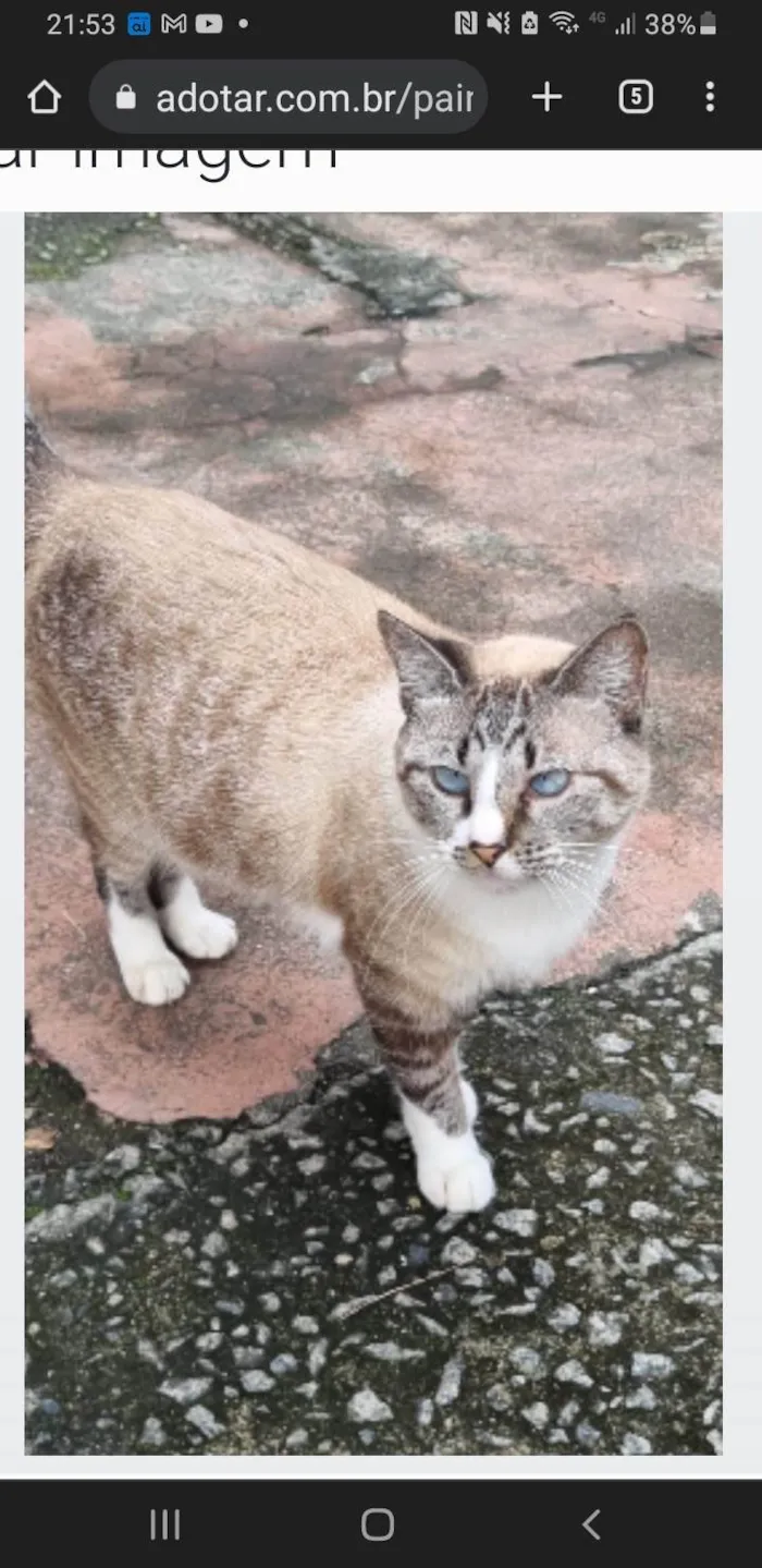 Gato ra a srd idade 2 anos nome FLORENCE
