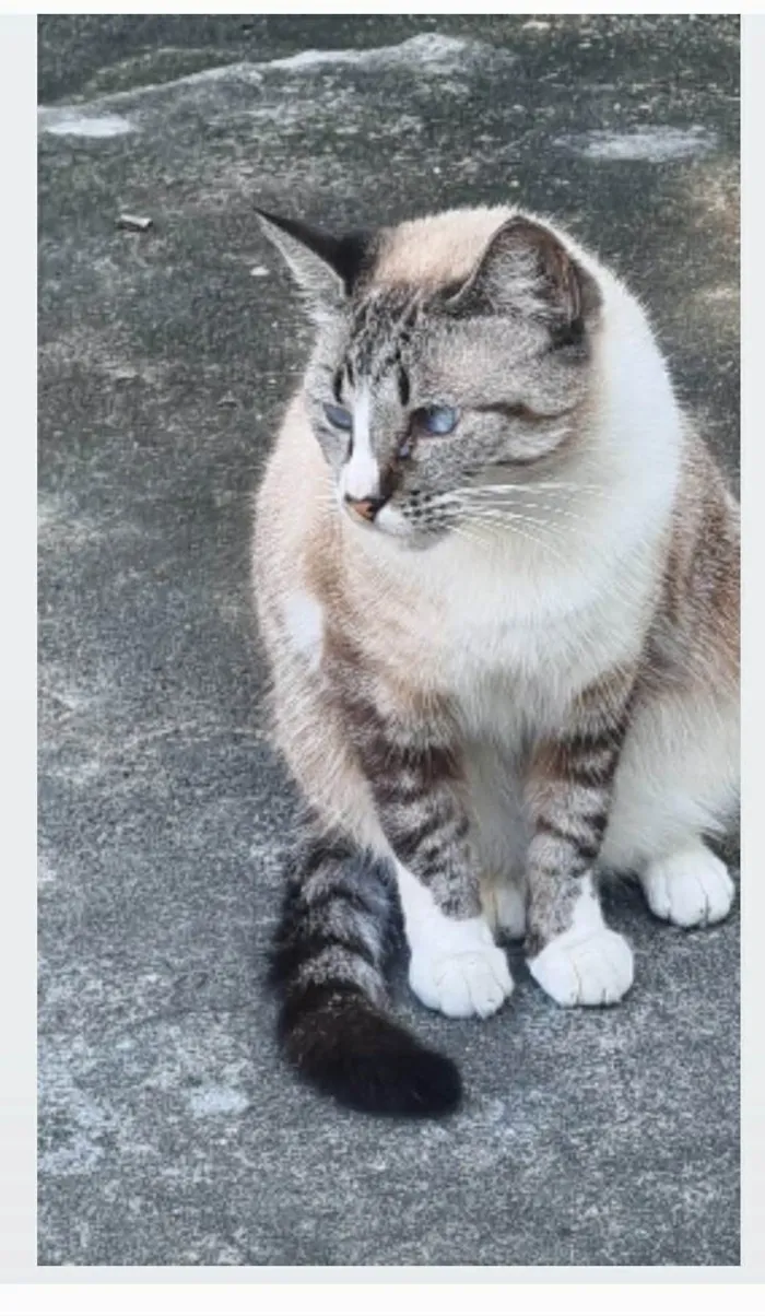 Gato ra a srd idade 2 anos nome FLORENCE