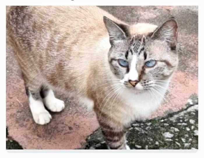 Gato ra a srd idade 2 anos nome FLORENCE