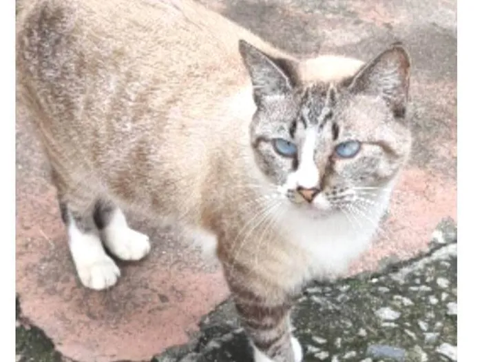 Gato ra a srd idade 2 anos nome FLORENCE