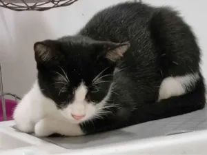 Gato raça SRD-ViraLata idade 2 a 6 meses nome Frajolinha