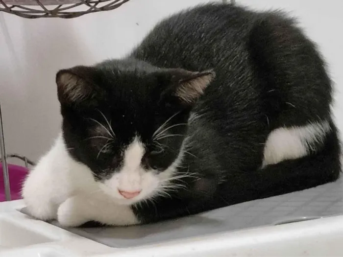 Gato ra a SRD-ViraLata idade 2 a 6 meses nome Frajolinha
