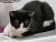 Frajolinha