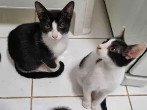 Gato raça SRD-ViraLata idade 2 a 6 meses nome Irmãos frajola
