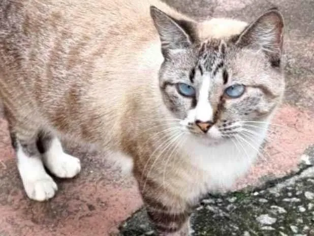 Gato ra a srd idade 2 anos nome FLORENCE