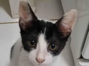 Gato raça SRD-ViraLata idade 2 a 6 meses nome Branquinho malhado