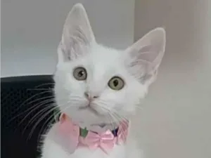 Gato raça srd idade 2 a 6 meses nome RAVENA