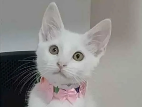 Gato ra a srd idade 2 a 6 meses nome RAVENA