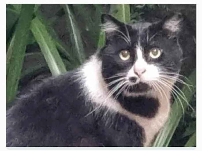 Gato ra a srd frajolinha  idade 3 anos nome FRAJOLA