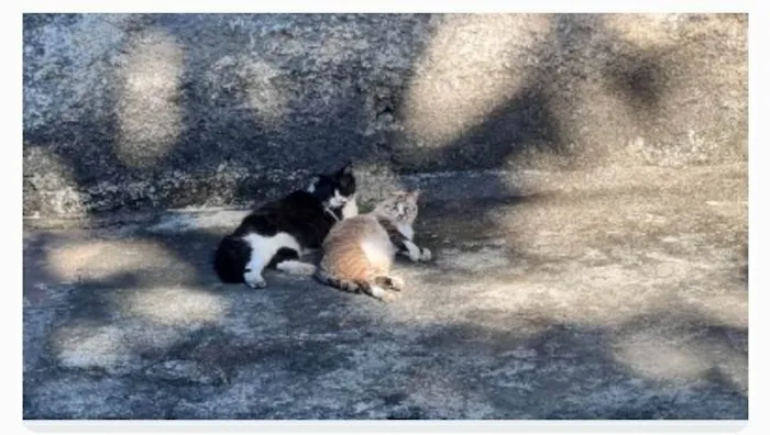 Gato ra a srd frajolinha  idade 3 anos nome FRAJOLA