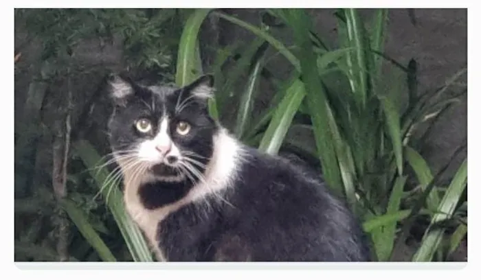 Gato ra a srd frajolinha  idade 3 anos nome FRAJOLA