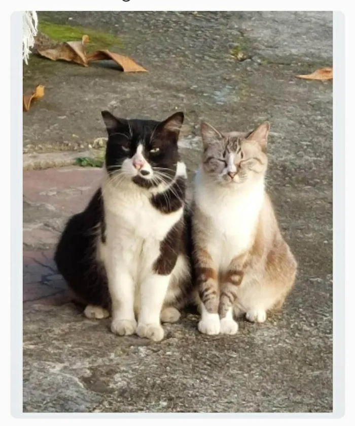 Gato ra a srd frajolinha  idade 3 anos nome FRAJOLA