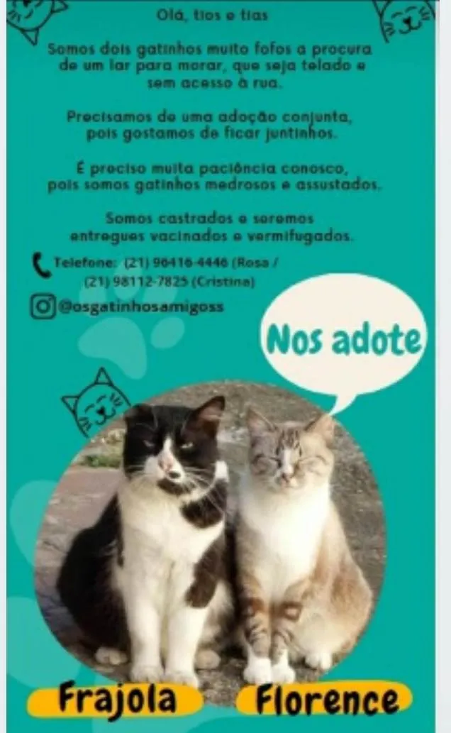 Gato ra a srd frajolinha  idade 3 anos nome FRAJOLA