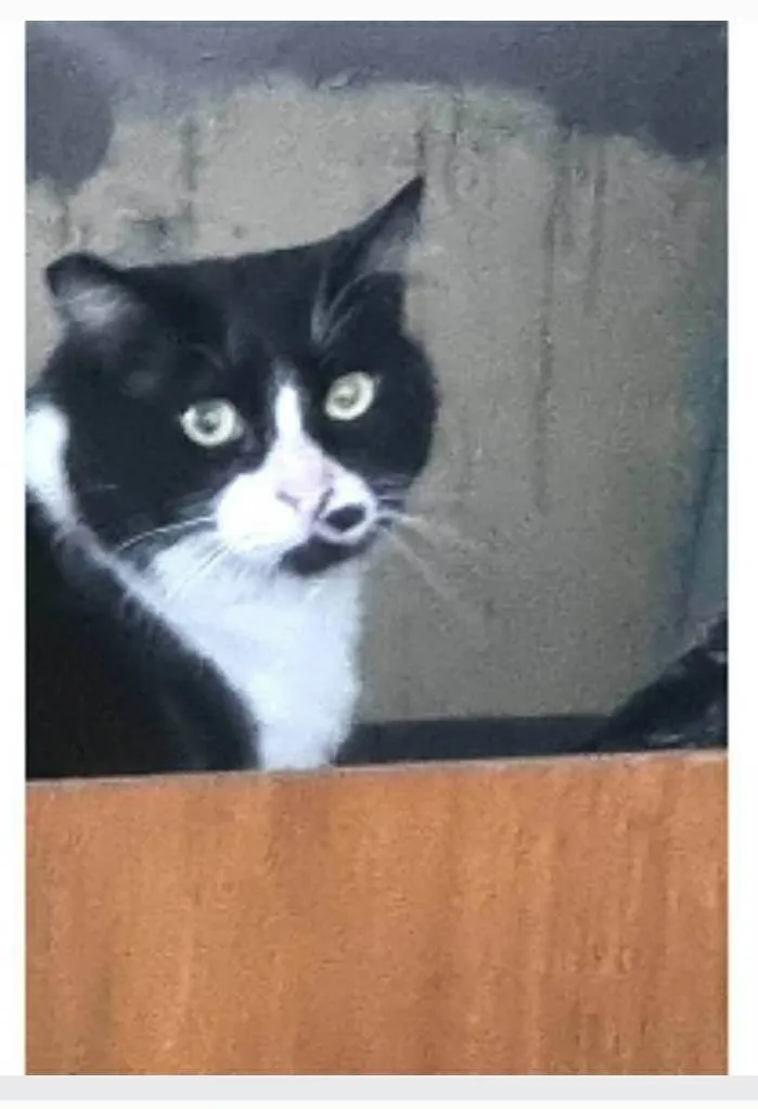 Gato ra a srd frajolinha  idade 3 anos nome FRAJOLA