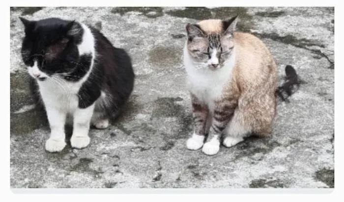 Gato ra a srd frajolinha  idade 3 anos nome FRAJOLA