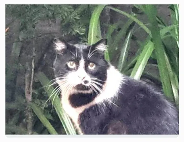 Gato ra a srd frajolinha  idade 3 anos nome FRAJOLA