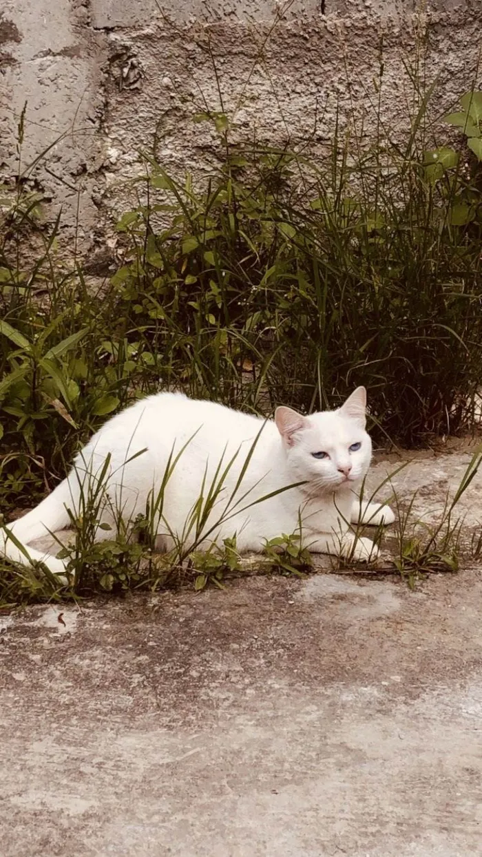 Gato ra a  idade 3 anos nome Amora