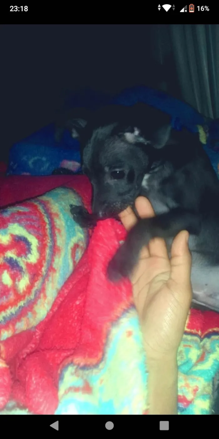 Cachorro ra a Pincherr  idade Abaixo de 2 meses nome Zeus