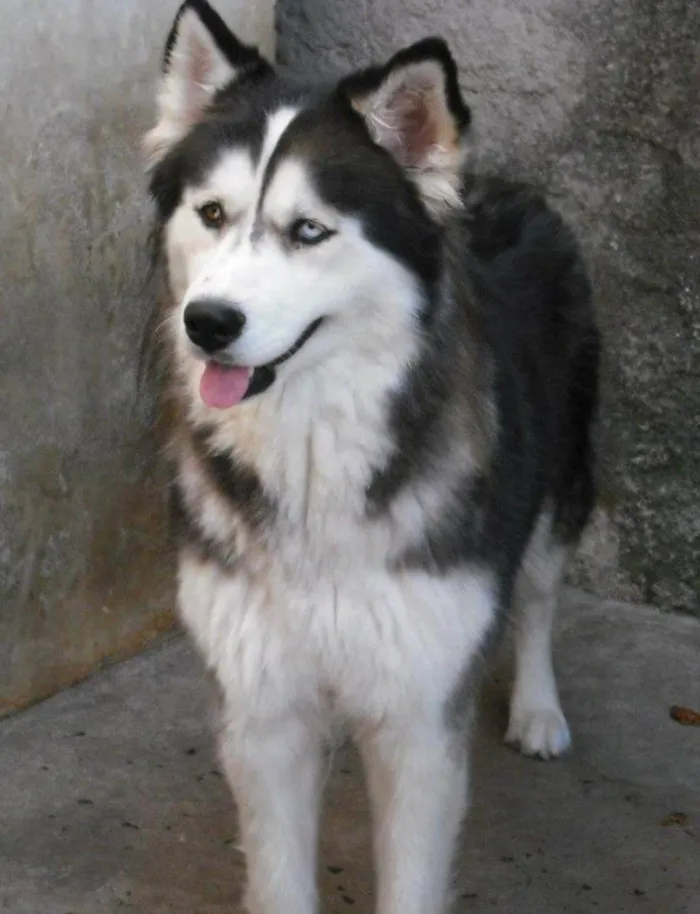 Cachorro ra a Husky Siberiano idade 3 anos nome Pandora