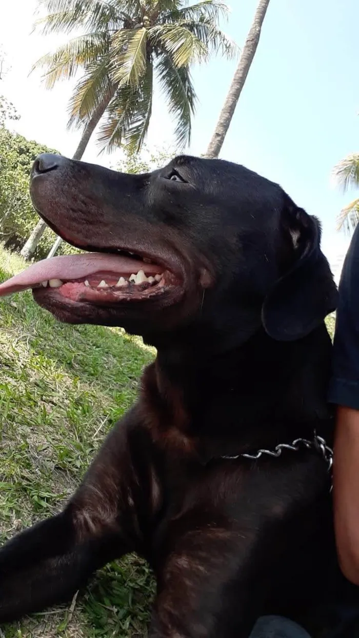 Cachorro ra a SRD-ViraLata idade 6 ou mais anos nome Hashirama 