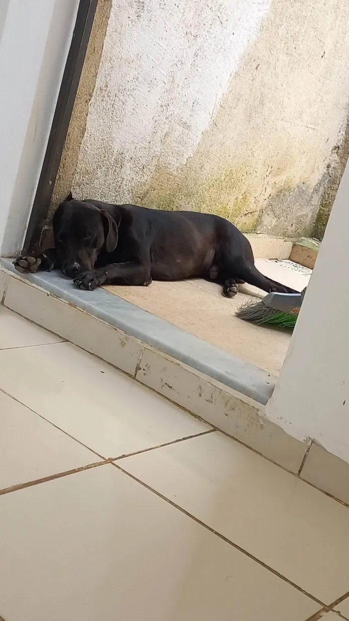 Cachorro ra a SRD-ViraLata idade 6 ou mais anos nome Hashirama 