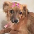 Jolie 