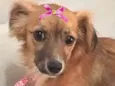 Jolie 