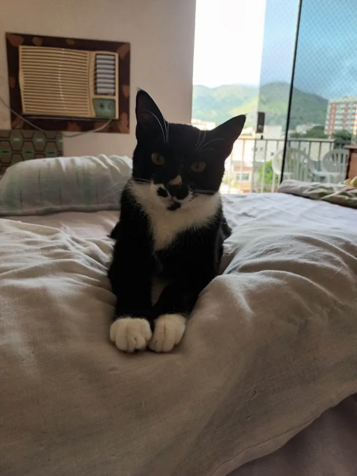 Gato ra a Srd idade 1 ano nome Pingo