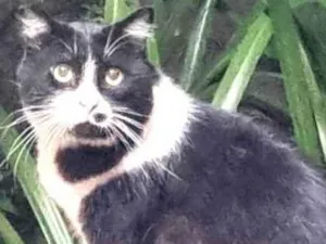 Gato raça srd frajolinha  idade 3 anos nome FRAJOLA