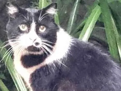 Gato ra a srd frajolinha  idade 3 anos nome FRAJOLA