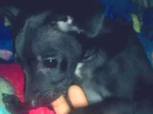 Cachorro raça Pincherr  idade Abaixo de 2 meses nome Zeus