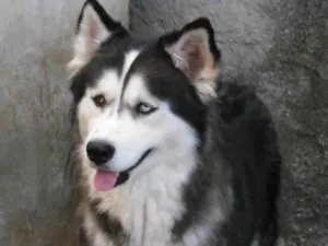 Cachorro raça Husky Siberiano idade 3 anos nome Pandora