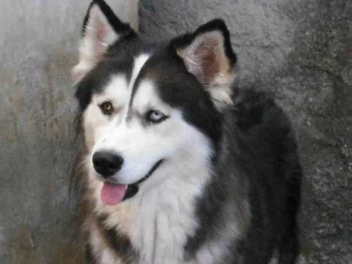 Cachorro ra a Husky Siberiano idade 3 anos nome Pandora
