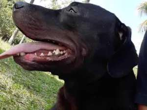 Cachorro raça SRD-ViraLata idade 6 ou mais anos nome Hashirama 