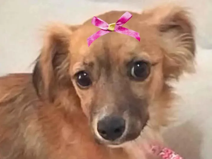 Cachorro ra a Mestica  idade 2 a 6 meses nome Jolie 