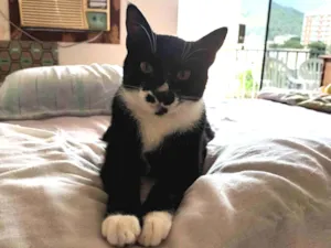 Gato raça Srd idade 1 ano nome Pingo