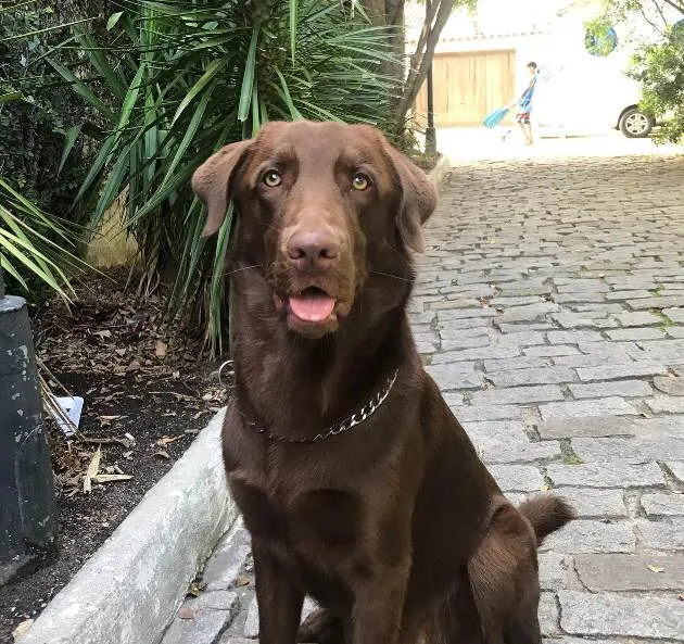 Cachorro ra a Labrador idade 4 anos nome Chocolate