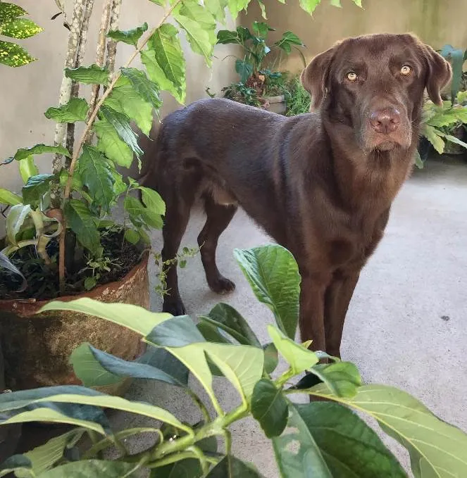 Cachorro ra a Labrador idade 4 anos nome Chocolate