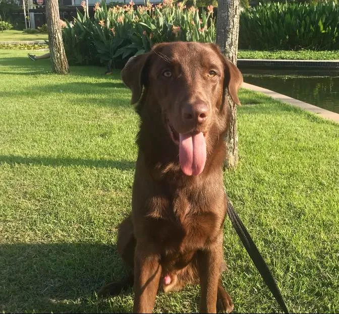 Cachorro ra a Labrador idade 4 anos nome Chocolate