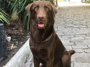 Cachorro raça Labrador idade 4 anos nome Chocolate