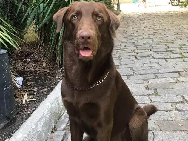 Cachorro ra a Labrador idade 4 anos nome Chocolate