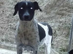 Cachorro raça SRD-ViraLata idade 2 anos nome Chula 