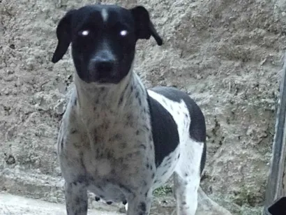 Cachorro raça SRD-ViraLata idade 2 anos nome Chula 