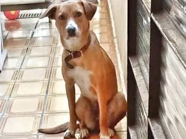 Cachorro ra a SRD-ViraLata idade 1 ano nome Sem nome